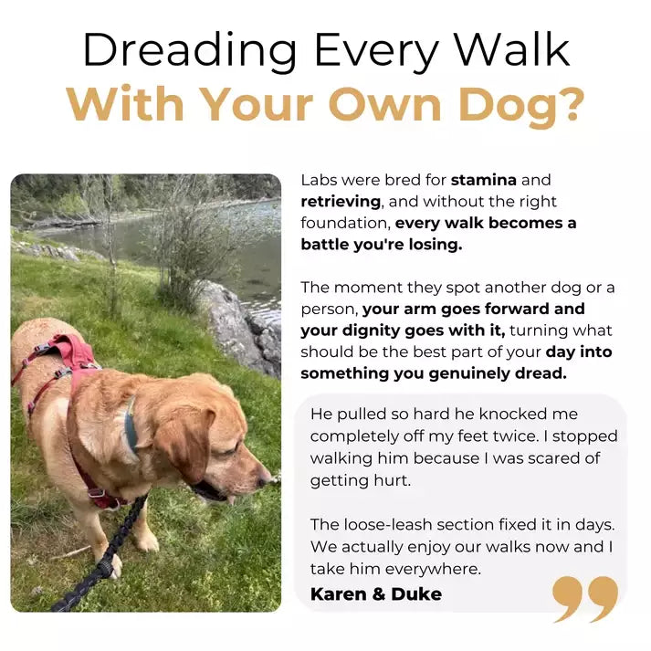The Complete Labrador Guide