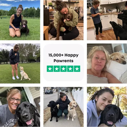 The Complete Labrador Guide