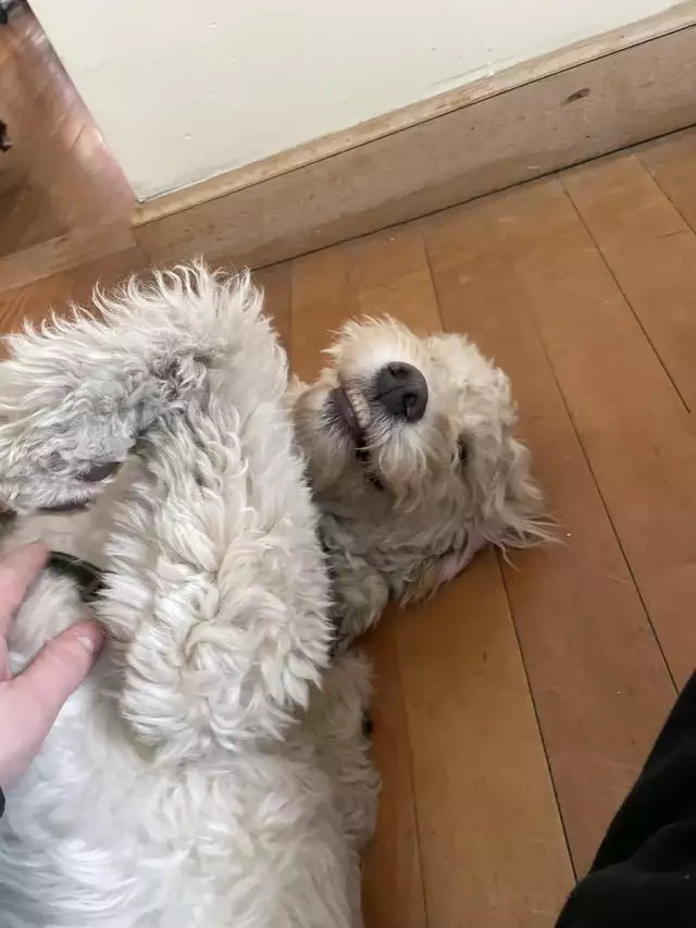 files/User-GoldenDoodle-05.webp